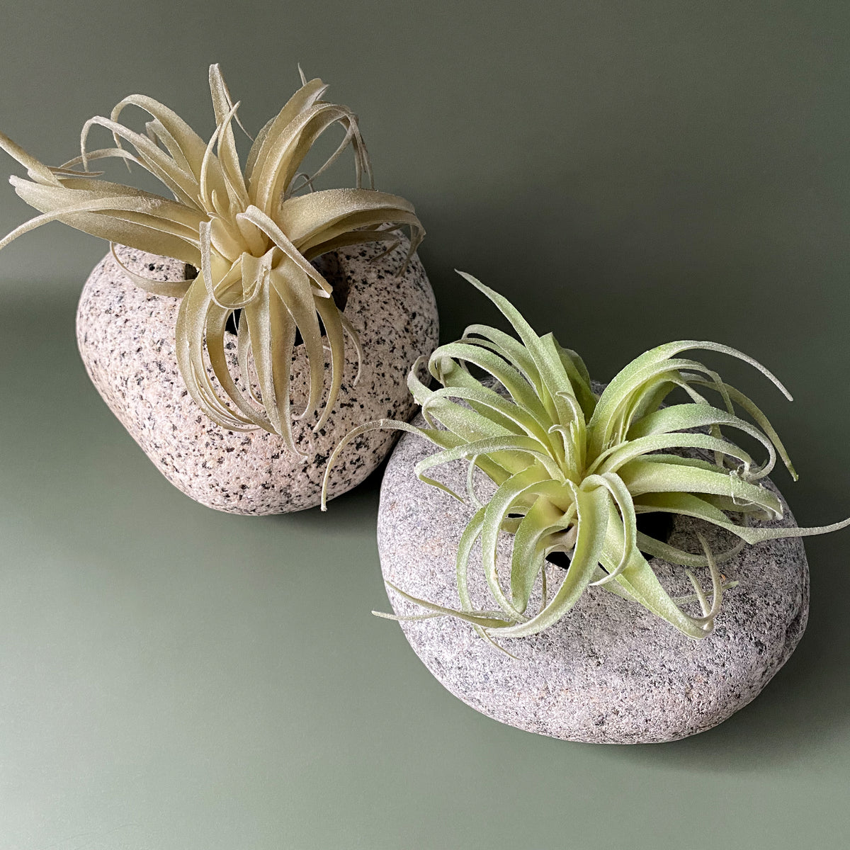 Stone Succulent Planter - Funky Rock Designs – Funky Rock Designs