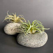 Stone Succulent Planter