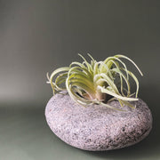 Stone Succulent Planter