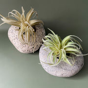 Stone Succulent Planter